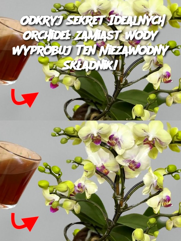 Odkryj Sekret Idealnych Orchidei: Zamiast Wody Wypróbuj Ten Niezawodny Składnik!